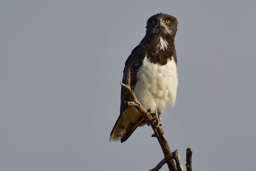 Tarangire NP